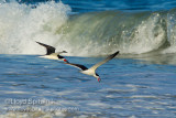 Black Skimmer