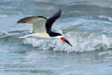Black Skimmer