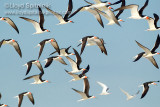 Black Skimmer