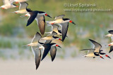 Black Skimmer