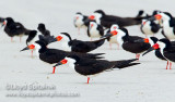 Black Skimmer