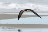 Black Skimmer