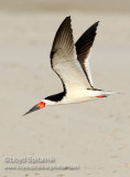 Black Skimmer