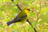 Blue-winged Warbler