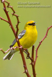 Blue-winged Warbler