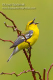 Blue-winged Warbler