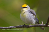 Brewsters Warbler