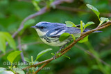 Cerulean Warbler