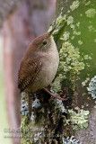 House Wren