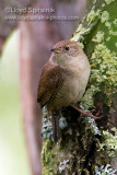 House Wren