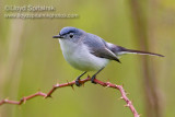 Blue-gray Gnatcatcher