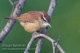 Carolina Wren