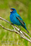 Indigo Bunting