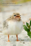 Common Tern