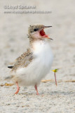 Common Tern