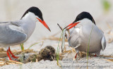 Common Tern