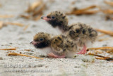 Common Tern (chick)