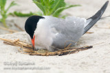Common Tern