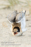 Common Tern (juvenile)