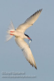 Common Tern
