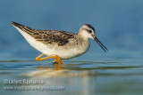 Wilsons Phalarope