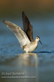 Wilsons Phalarope