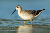 Wilsons Phalarope