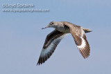 Willet