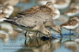 Red Knot (juvenile)