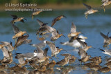 Short-billed Dowitcher