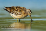 Short-billed Dowitcher (juvenile)