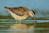 Short-billed Dowitcher (juvenile)