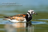 Ruddy Turnstone