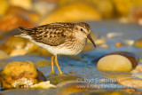 Least Sandpiper