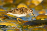 Least Sandpiper