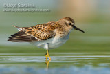 Least Sandpiper (juvenile)
