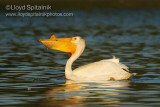 American White Pelican