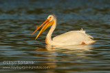 American White Pelican