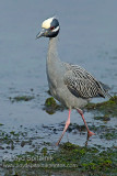 Yellow-crowned Night-Heron