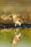 Bairds Sandpiper