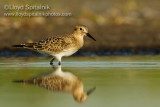 Bairds Sandpiper