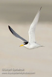 Least Tern