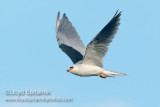 White-tailed Kite