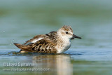 Semipalmated Sandpiper