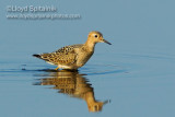 Buff-breasted Sandpiper