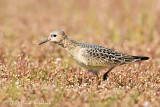 Buff-breasted Sandpiper