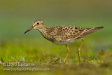 Pectoral Sandpiper
