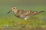 Pectoral Sandpiper