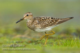 Pectoral Sandpiper