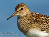 Pectoral Sandpiper